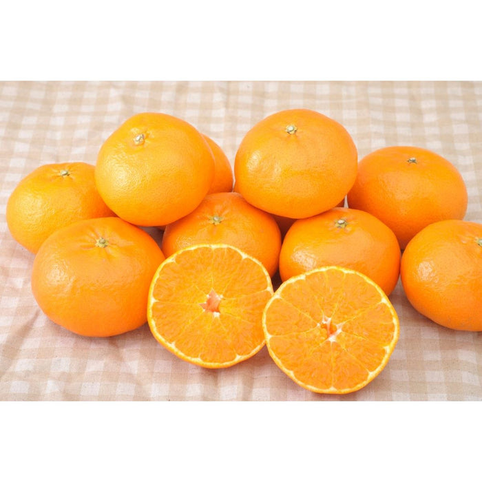 【送料込み】【愛媛県】愛媛県産 せとか［1.8kg］ - ROJI日本橋 ONLINE STORE