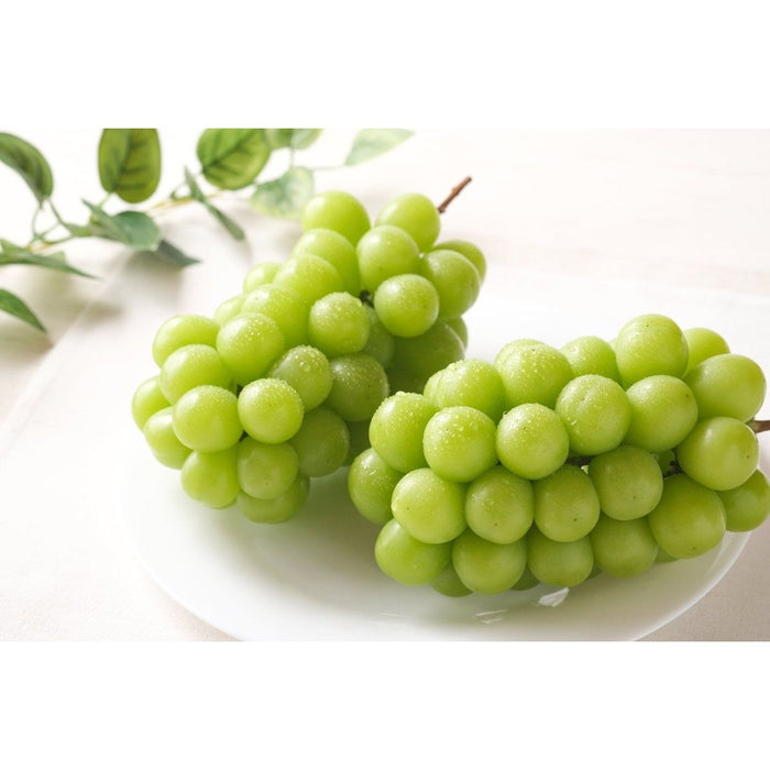 【送料込み】【長野県】長野県産 シャインマスカット［1.8kg］ - ROJI日本橋 ONLINE STORE
