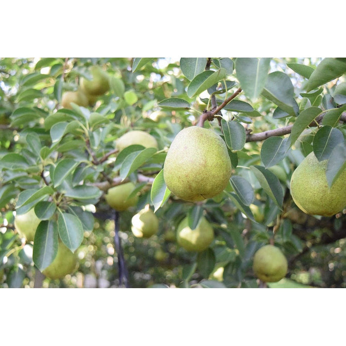 【送料込み】【山形県】野川ファームのラ・フランス［2kg］ - ROJI日本橋 ONLINE STORE