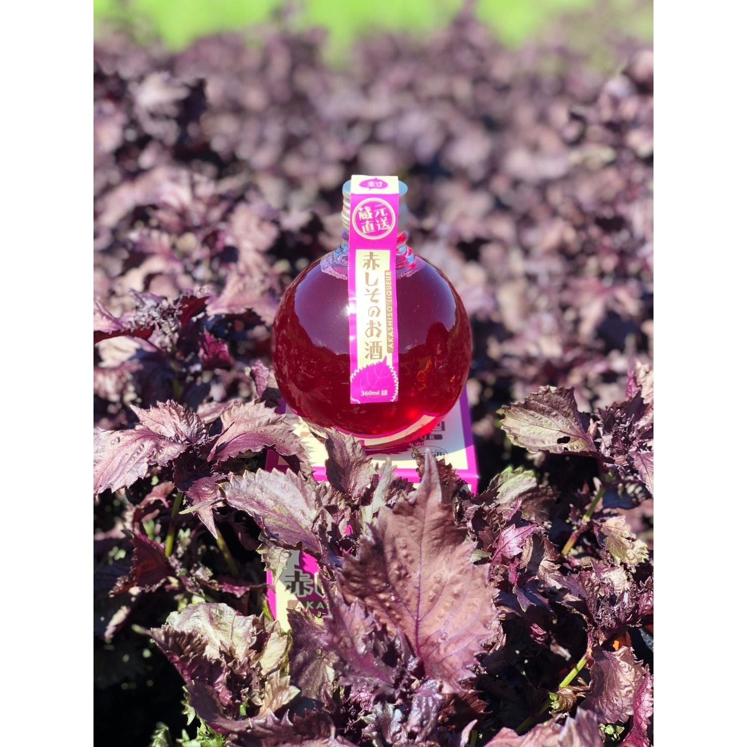 【送料込み】【鳥取県】赤しそのお酒 360ml - ROJI日本橋 ONLINE STORE