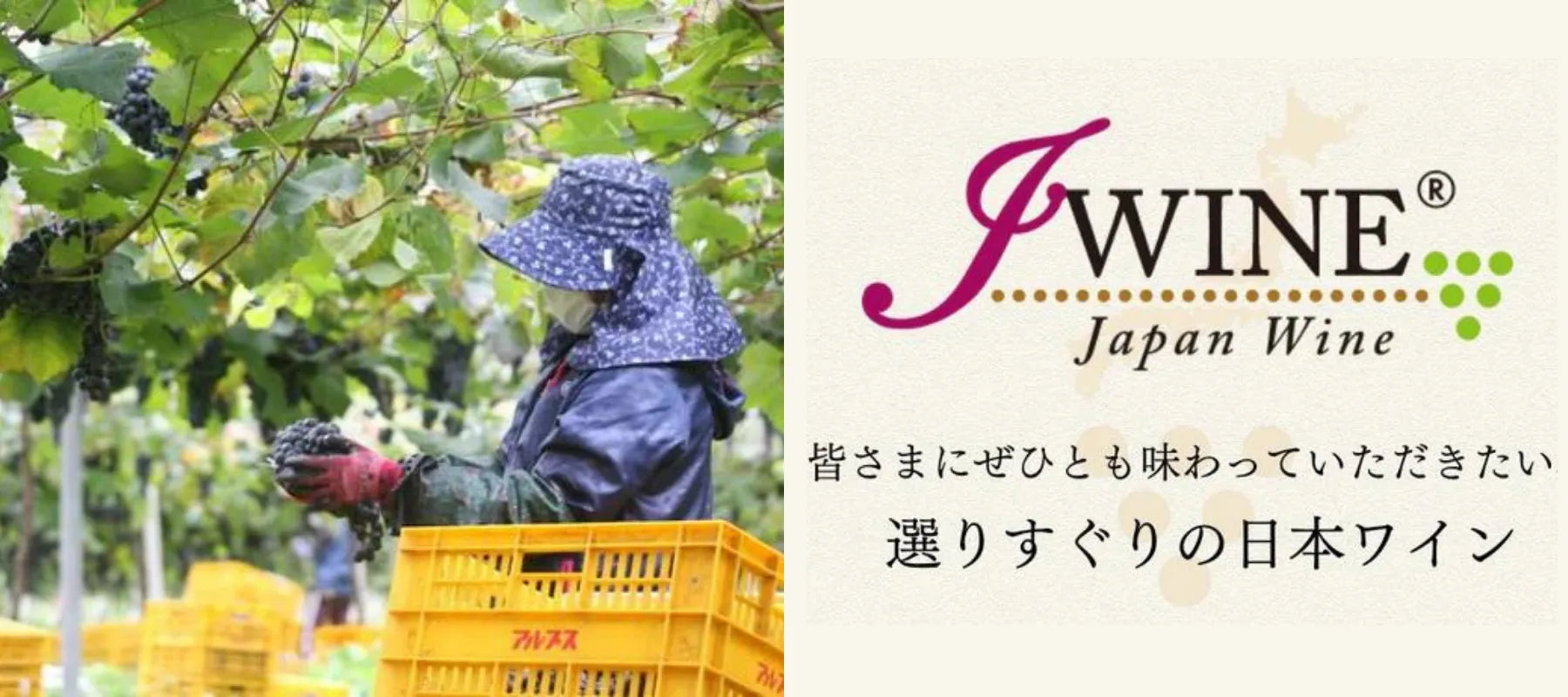 jwine