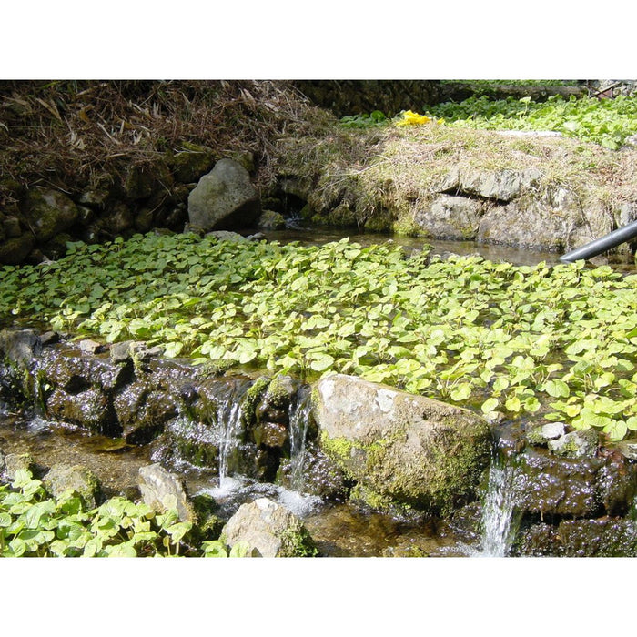 【送料込み】【静岡県】伊豆のわさび漬詰合せ - ROJI日本橋 ONLINE STORE