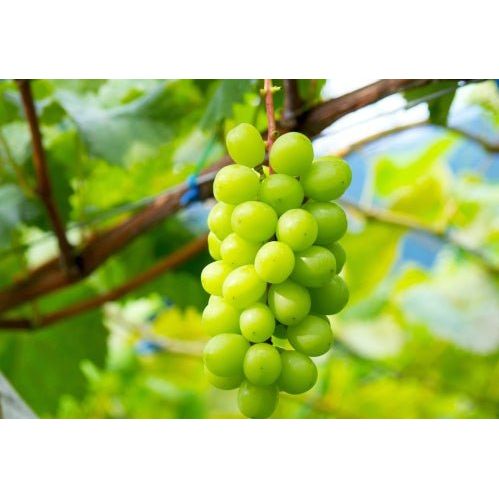 【沖縄・離島配送不可】中高冷菓　信州シャインマスカット玉10個セット - ROJI日本橋 ONLINE STORE