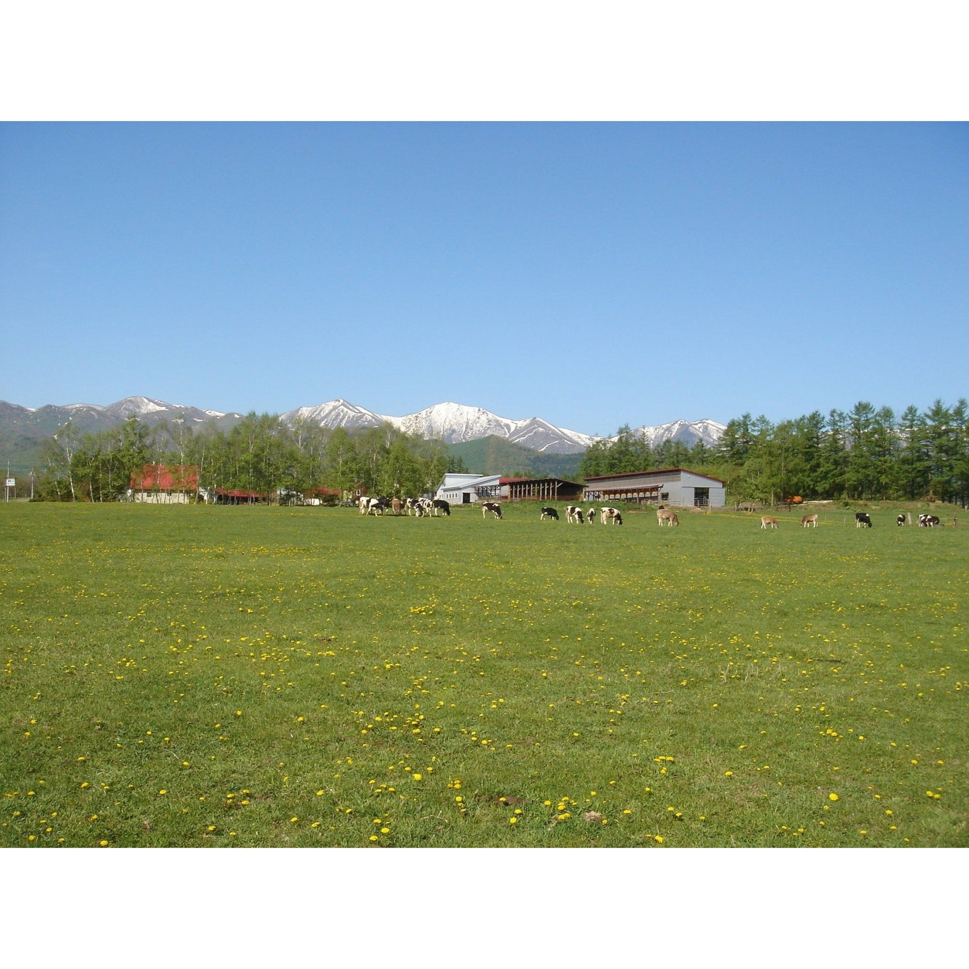 ディームファクトリー　十勝白い牧場アイスコレクション　11個 - ROJI日本橋 ONLINE STORE