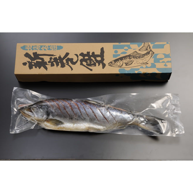 【お買い得！】北海道産新巻鮭（鮭姿切れ目入り）1.6㎏ - ROJI日本橋 ONLINE STORE