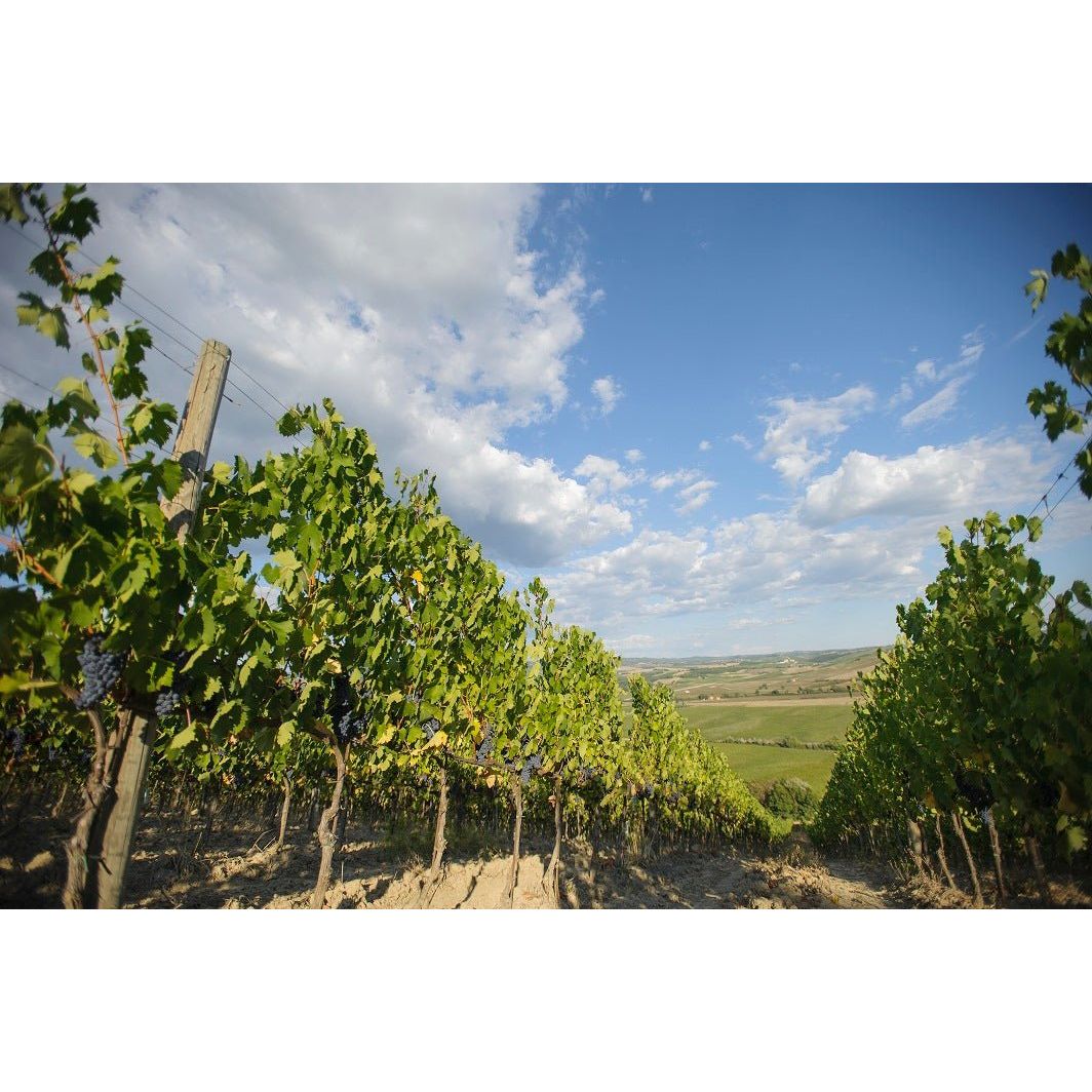 【ワイン入門編】気軽に楽しめるハーフボトル ワイン3種セット - ROJI日本橋 ONLINE STORE