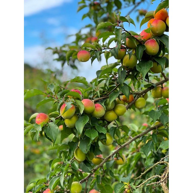 王隠堂農園　プラムハニー　500ml×2本セット - ROJI日本橋 ONLINE STORE