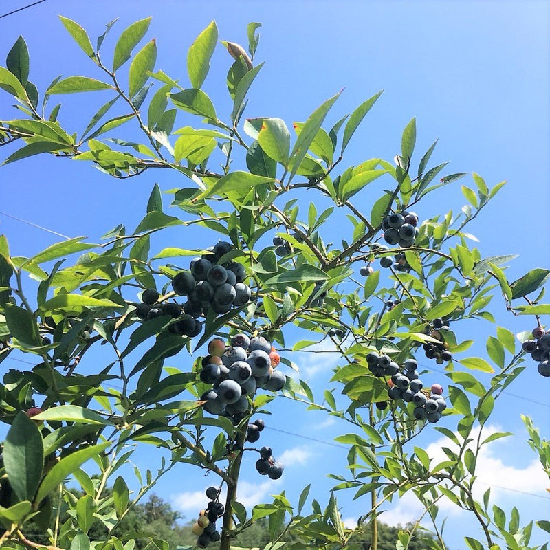 6月の森　ブルーベリーチーズケーキ　ナパージュ - ROJI日本橋 ONLINE STORE