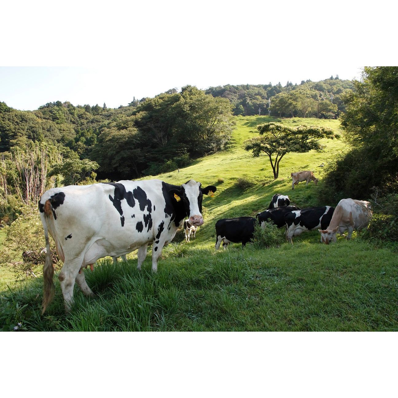 【送料込み】【和歌山県】黒沢牧場 牛柄ロールケーキセット 2本入り