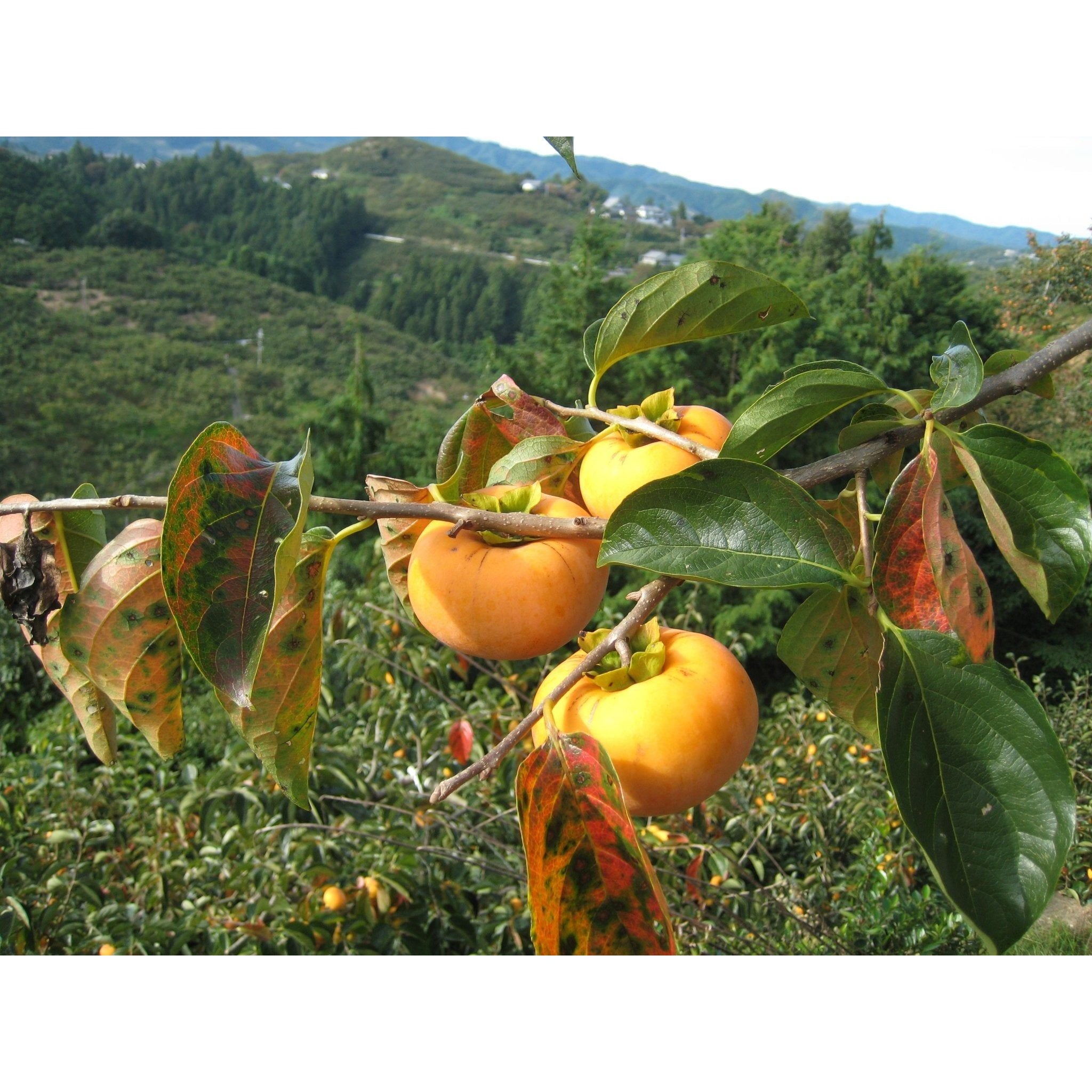 王隠堂 あんぽ柿 70ｇ×10個 - ROJI日本橋 ONLINE STORE